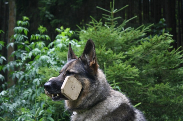 Obedience-Seminar mit Gerlinde Dobler am 06.07.2014