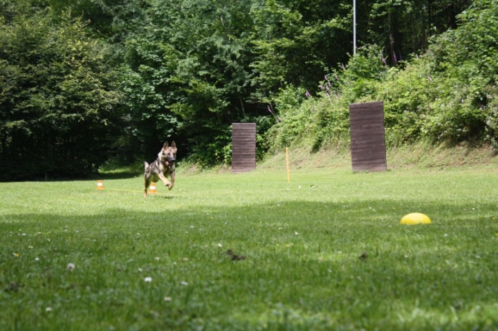 Obedience-Seminar mit Gerlinde Dobler am 06.07.2014