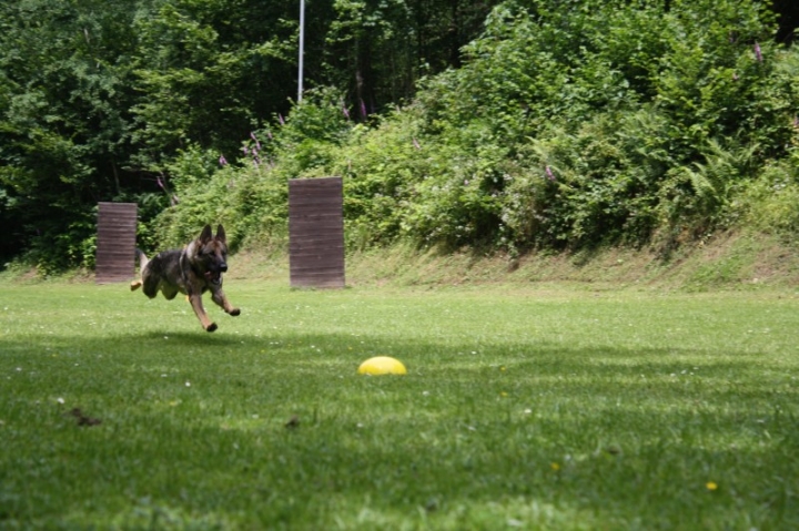 Obedience-Seminar mit Gerlinde Dobler am 06.07.2014