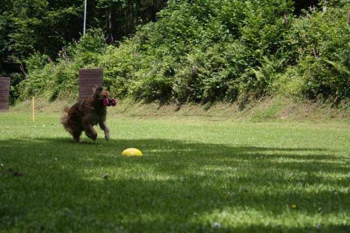 Obedience-Seminar mit Gerlinde Dobler am 06.07.2014