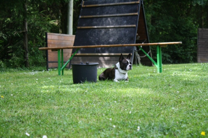 Obedience-Seminar mit Gerlinde Dobler am 06.07.2014