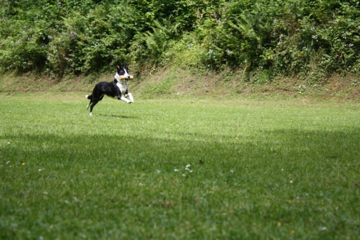 Obedience-Seminar mit Gerlinde Dobler am 06.07.2014