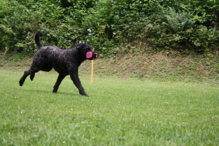 Obedience-Seminar mit Gerlinde Dobler am 06.07.2014