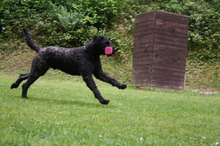 Obedience-Seminar mit Gerlinde Dobler am 06.07.2014