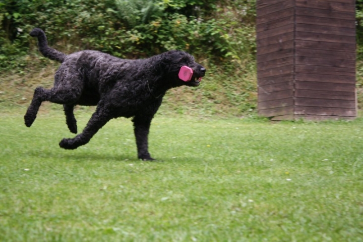 Obedience-Seminar mit Gerlinde Dobler am 06.07.2014