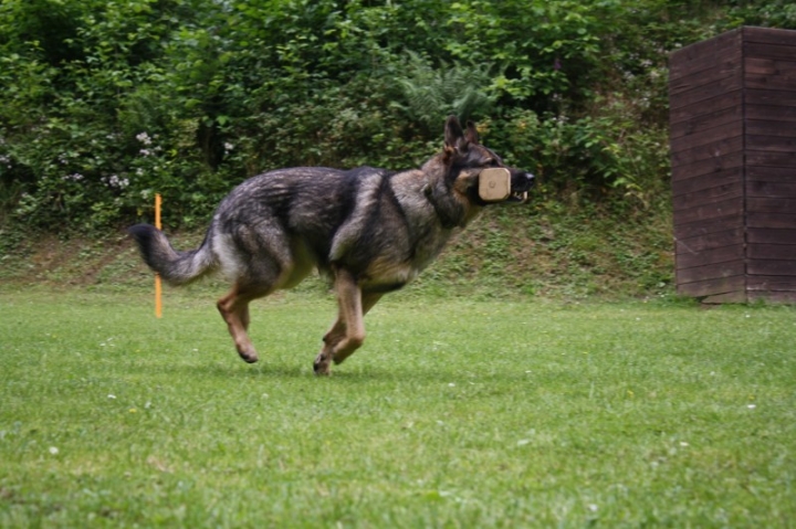 Obedience-Seminar mit Gerlinde Dobler am 06.07.2014