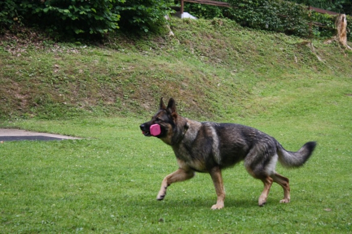 Obedience-Seminar mit Gerlinde Dobler am 06.07.2014