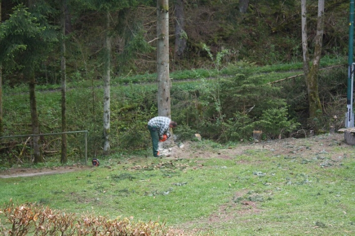 Baumfällaktion auf dem Hundeplatz