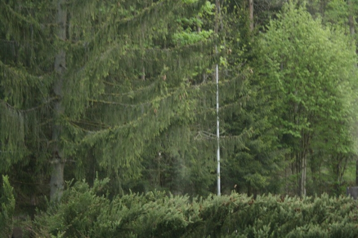 Baumfällaktion auf dem Hundeplatz