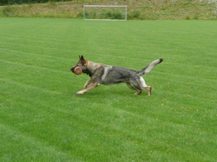 Trainingsbilder