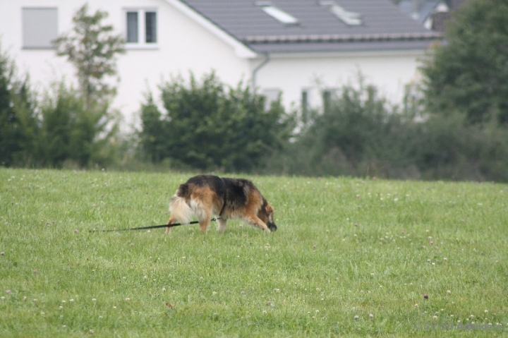 Herbstprüfung 2013